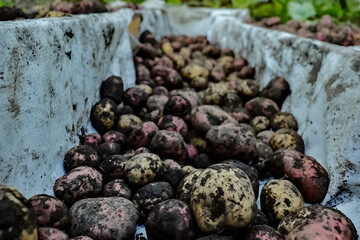 Autumn potato harvest. Digging potatoes in the country. Dirty unwashed potatoes lying on the ground. Work in the potato field.