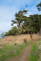 Obraz premium Trail leads into the forest at Shark Reef Sanctuary on Lopez Island, Washington, USA