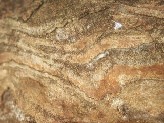 texture of the bark
