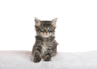 Adorable little gray and tan kitten with blue eyes sitting on sheepskin blanket looking at viewer....