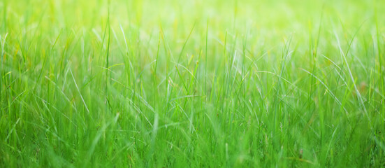 The beauty of green grass in the garden