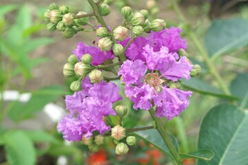 Lagerstroemia speciosa flower in nature garden