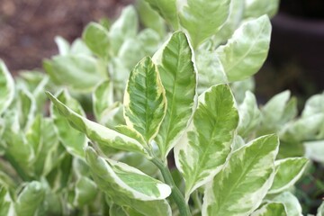 fresh green Alocasia cucullata plant in nature garden