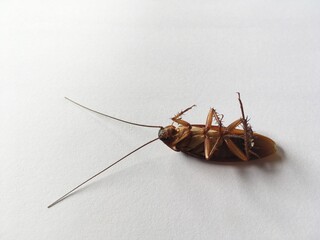 close up cockroach on white background