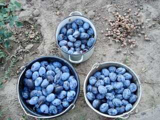 Plums harvested in Almaty, Kazakhstan. Homegrown fruits by local homeowners. 