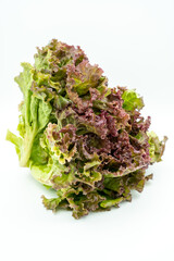 A photograph of organic lettuce called red lettuce.
