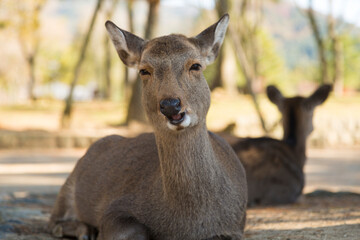 奈良公園の鹿