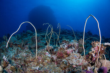 Healthy colorful corals and fish on the reef