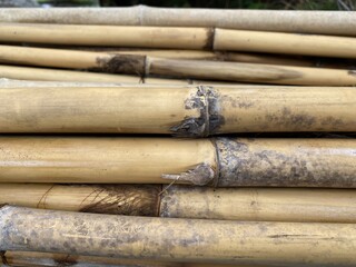 dry bamboo pole on the ground