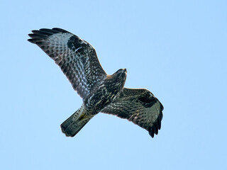 Common buzzard (Buteo buteo)