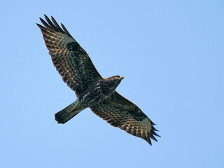 Common buzzard (Buteo buteo)