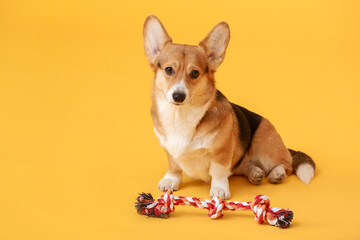 Cute dog with toy on color background
