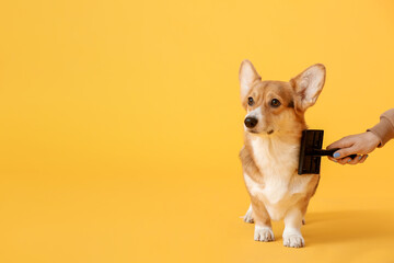 Owner brushing cute dog on color background