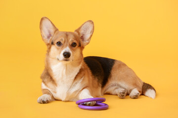 Cute dog with toys on color background