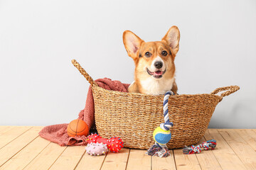 Plakat Cute dog in basket and with different pet accessories at home