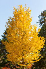 紅葉の銀杏