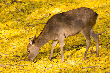 銀杏の中の鹿