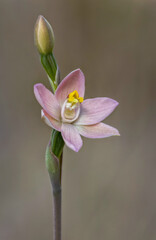 Fototapeta premium Tiny or Pink Sun Orchid (Thelymitra carnea) - approx 15-20mm dia - NSW, Australia