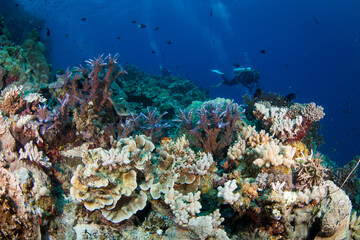 Plakat Healthy colorful corals and fish on the reef