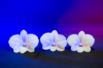 White orchid flowers on a colorful background