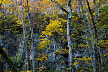 Obraz premium Okuirise-Keiryu.