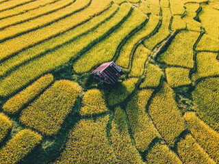 Natural rice fields in the countryside before harvest