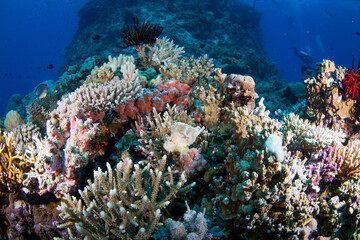 Naklejka na ściany i meble Healthy colorful corals and fish on the reef