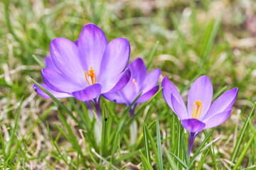 Beautiful violet crocuses grow in meadow. Early spring flowers.
