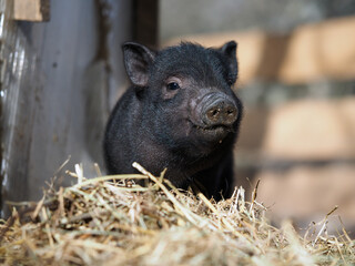 Cute little pig on a farm in the straw