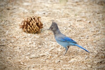 Steller's Jay and Pinecone 