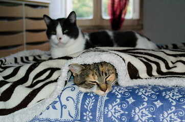 sonnellino pomeridiano post pappe