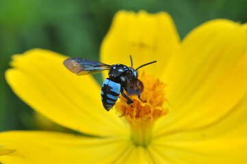Thyreus nitidulus -  neon cuckoo bee