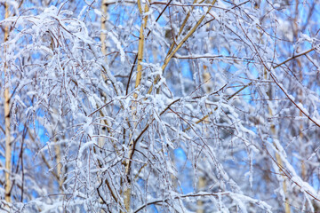 Snow on the branches of a tree against a blue sky.