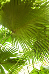 green palm leaves as background