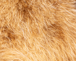 Close up of cat fur as background.