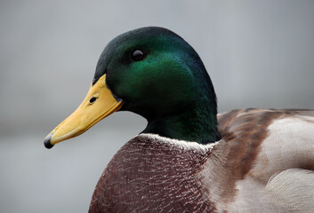 Beautiful wild duck