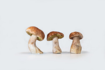 Beautiful fresh porcini mushrooms  on white background isolated season healthy food 