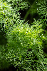 Close up of dill in a vegetable garden.