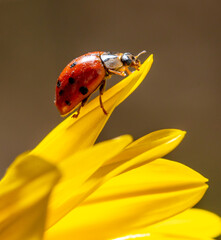 Close-up of a ladybug on a yellow flower.