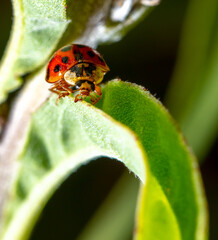 Close-up of a ladybug on a green leaf.