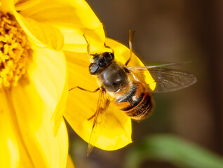 Close-up of a bee on a yellow flower.