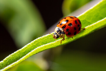Close-up of a ladybug on a green leaf.