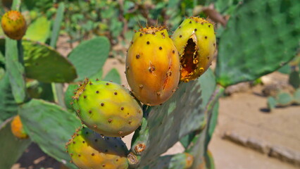 prickly pear cactus with fruits