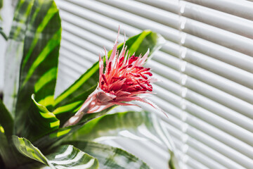 Houseplant with large green leaves and a pink flower  Aechmea