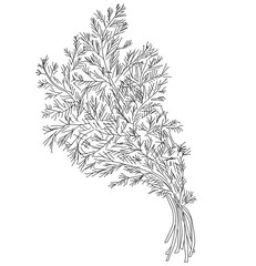 Vector dill illustration isolated. Hand drawing flavoring plant sketch.