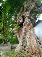 tree in the forest