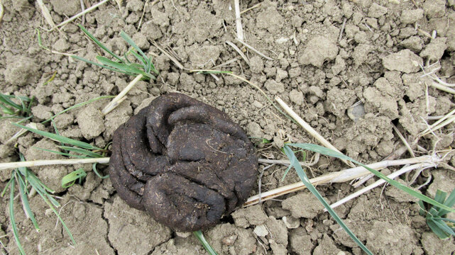 Close up of a cow poop, dung on the ground
