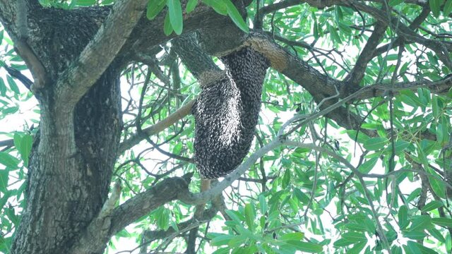 Large neste of bee giant hornet on the tree.