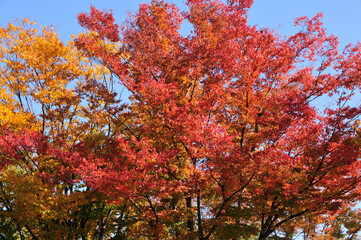 紅葉
