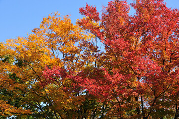 紅葉